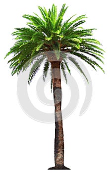 Palm tree - vector illustration