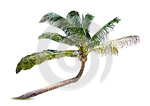 Palm tree. Vector illustration