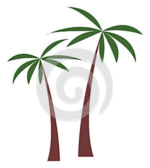 Palm tree vector illustration. Tropical plant coconut palm isolated on white background