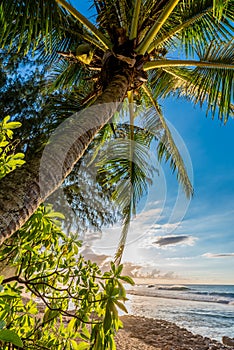 Palm tree with vegetation and waves on Sunset Beach, Hawaii