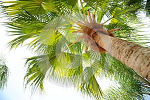 Palm Tree View from Below