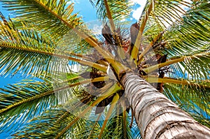 Palm tree viewed from below upwards high above