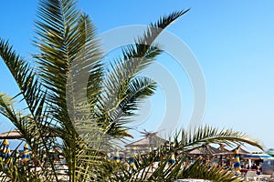 Palm tree washingtonia on the background of the beach and clear sky