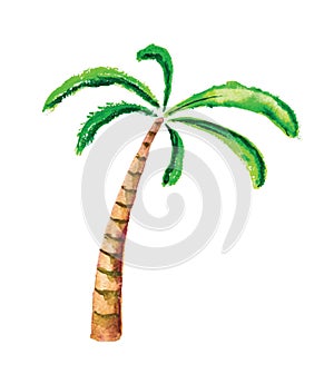 Palm tree, watercolour vector illustration