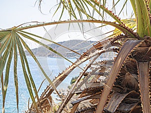 Palm tree, waves beautiful sea view orthodox church. Natural living. Pelion peninsula. Pagasetic gulf. Platanias village. Greece.