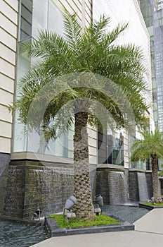 Palm Tree where is outside facade of a modern shopping centre in Bangkok