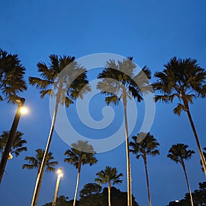 the palm tree which is symbolized as a symbol of victory, which stands straight, crows soaring high