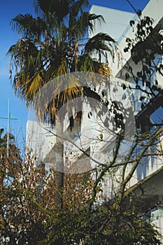 Palm tree beside white apartments