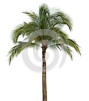 Palm tree on white background