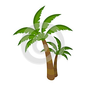 Palm Tree on White Background. Arecaceae