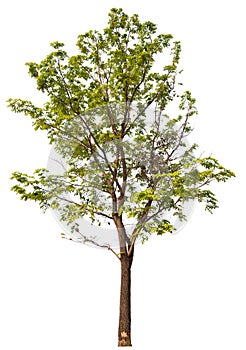 hight qaulity tree on white background