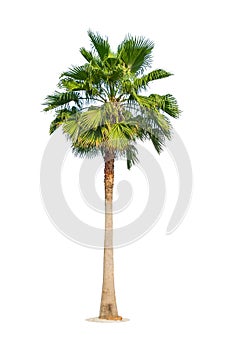 Palm tree on white background. Clipping path included.