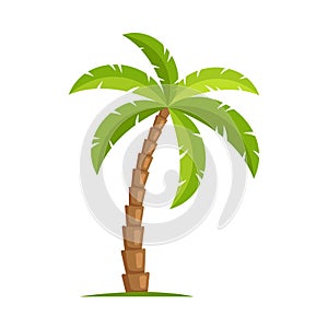 Palm Tree on White Background. Vector