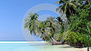 Palm tree , white beach and the ocean