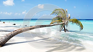 Palm tree on the white sand beach and turquoise cristal water