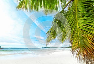 Palm tree and white sand in Cote d\'Or beach