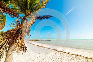 Palm tree and white sand in Smathers beach in Key West