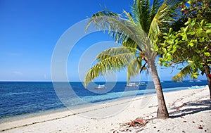 Palm tree on white sand tropical beach on Malapascua island, Philippines photo