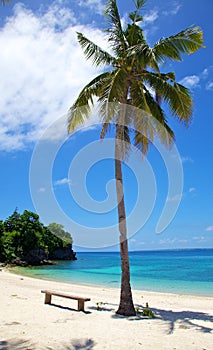 Palm tree on white sand tropical beach on Malapascua island, Philippines photo