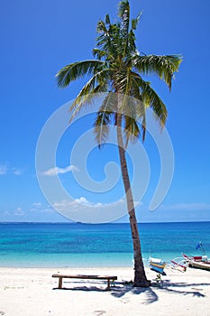 Palm tree on a white sand tropical beach on Malapascua island, Philippines photo