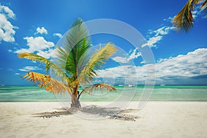 Palm tree on white sandy beach in Caribbean sea, Saona island. Dominican Republic