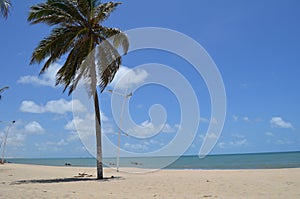 Palm tree at white sandy beach, Cumbuco, Brazil