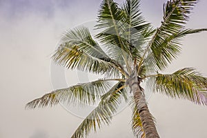 Palm tree in the wind. Coconut palm tree on cky background. Tropical nature. Exotic landscape. Palm tree isolated.