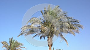 Palm tree and wind infront sky