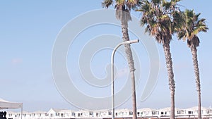 Palm tree and wooden Crystal pier with cottages, California ocean beach, USA.