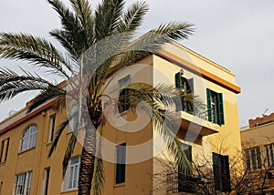 Palm tree and yellow house with green shutters on windows and balconies in the center of Tel Aviv.