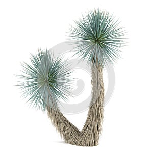 Palm tree . Yucca Elata