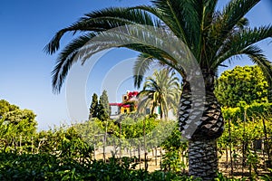 A palm treen in the share with a villa in the distance