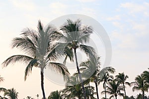 Palm Trees