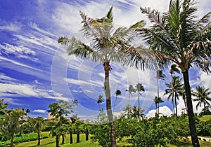 Palm trees photo