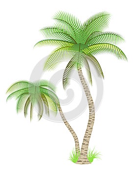 Palm trees