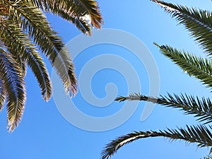 Palm trees