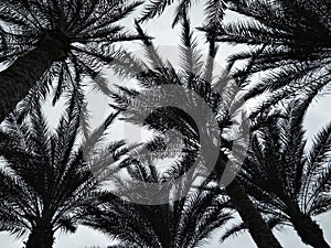 palm trees