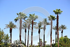 Palm Trees img