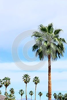 Palm Trees