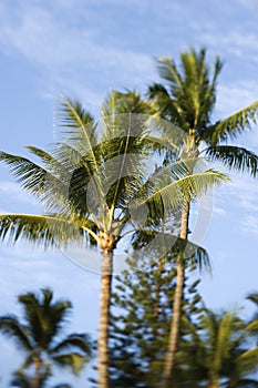 Palm trees