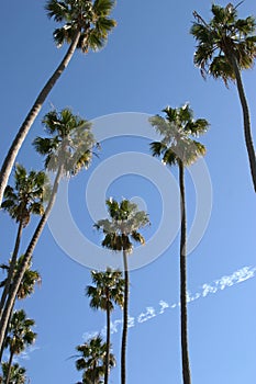 Palm trees