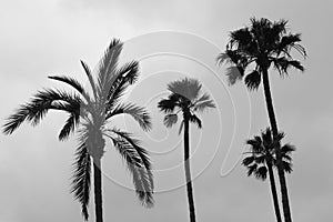 Palm Trees
