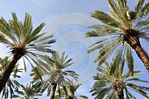 Palm Trees