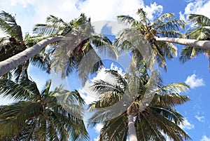 Palm trees