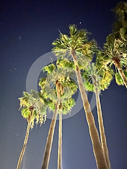 Palm Trees