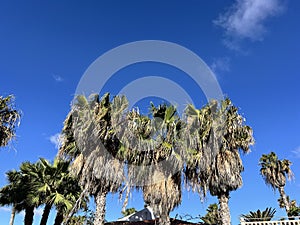 Palm Trees