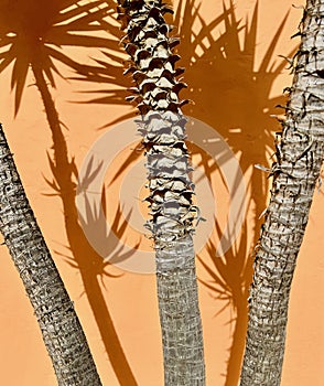 Palm Trees