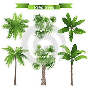 Palm trees