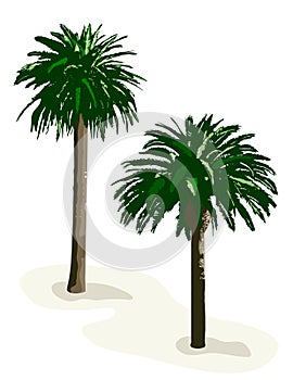 Palm Trees