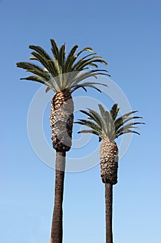 Palm Trees